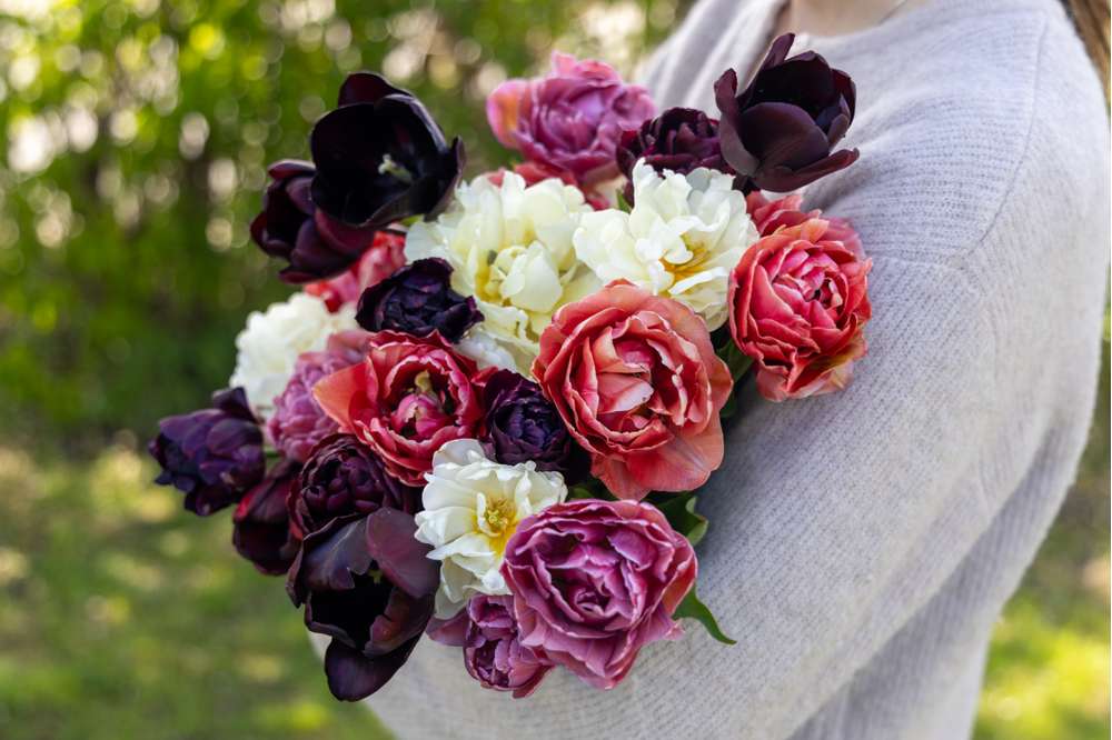 Tulipanblanding 'Velvet & Lace'